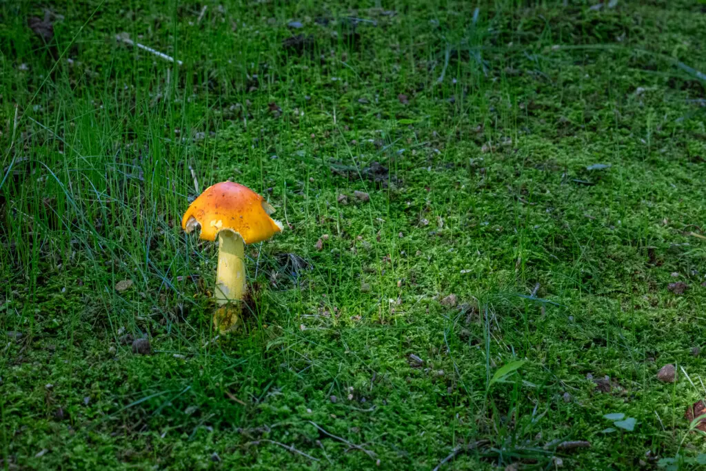 6950 Heards Mountain Road Mushroom 1
